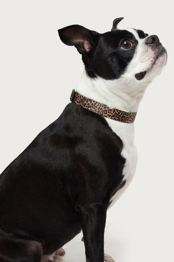 Leopard Print Pet Collar view 1