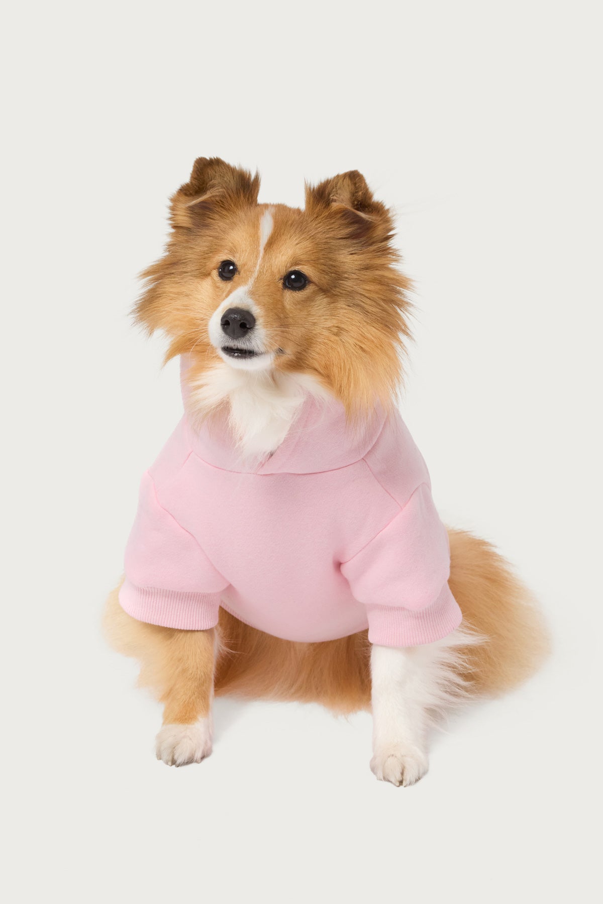Major Love Edikted Pet Hoodie