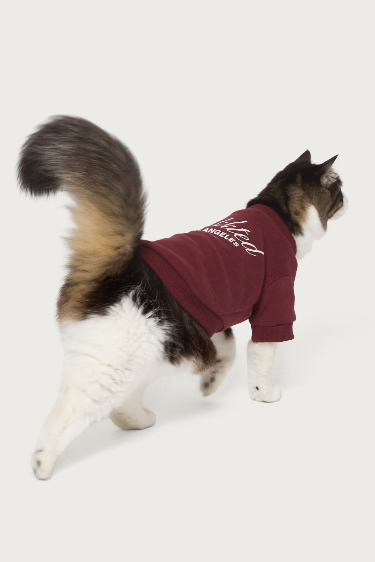 Get Edikted Pet Sweatshirt