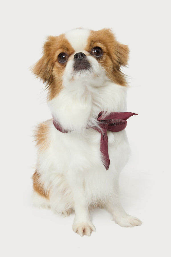Sasha Bow Pet Bandana view 2