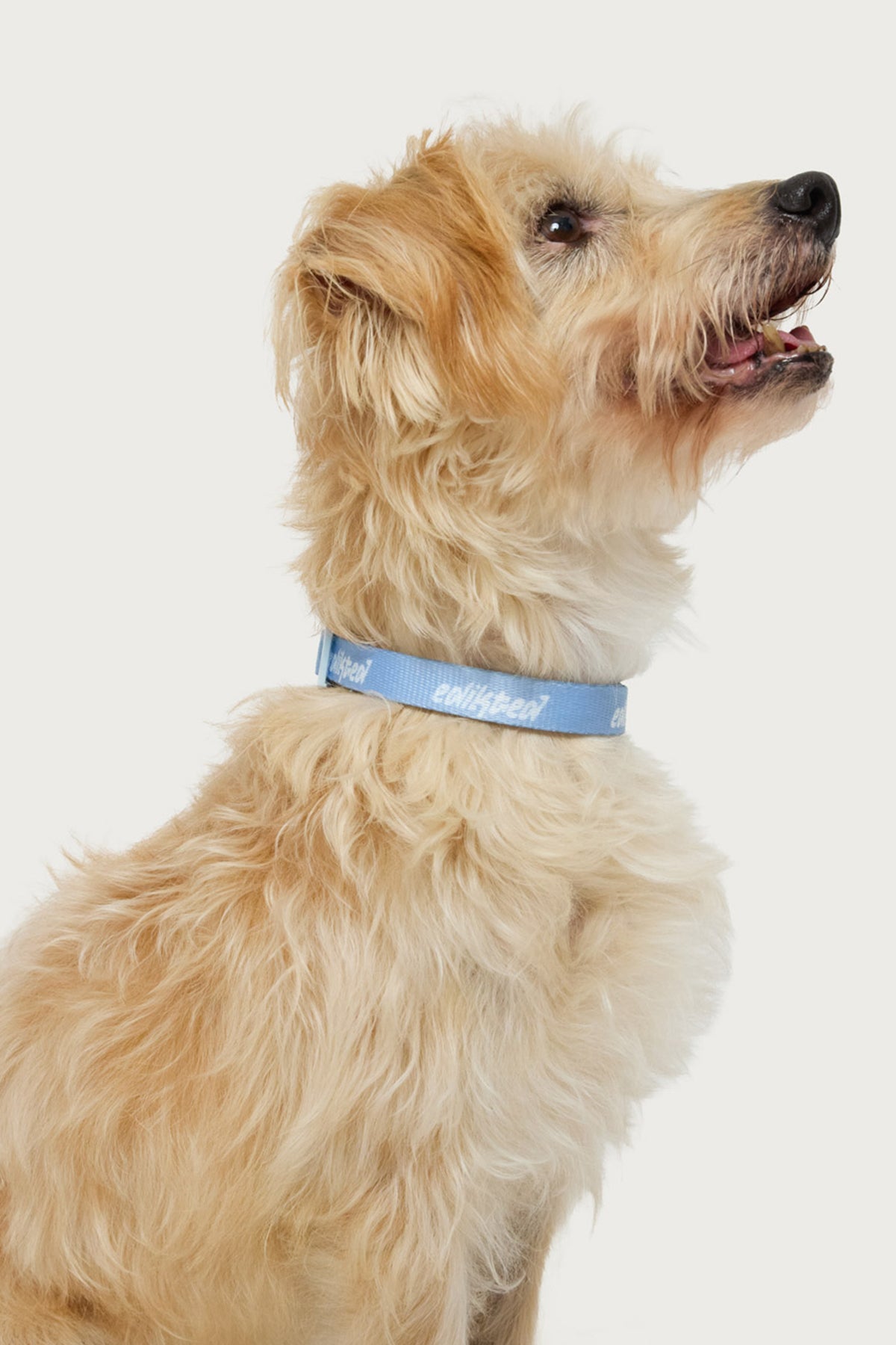 Edikted Pet Collar