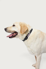 Spotted Edikted Pet Collar