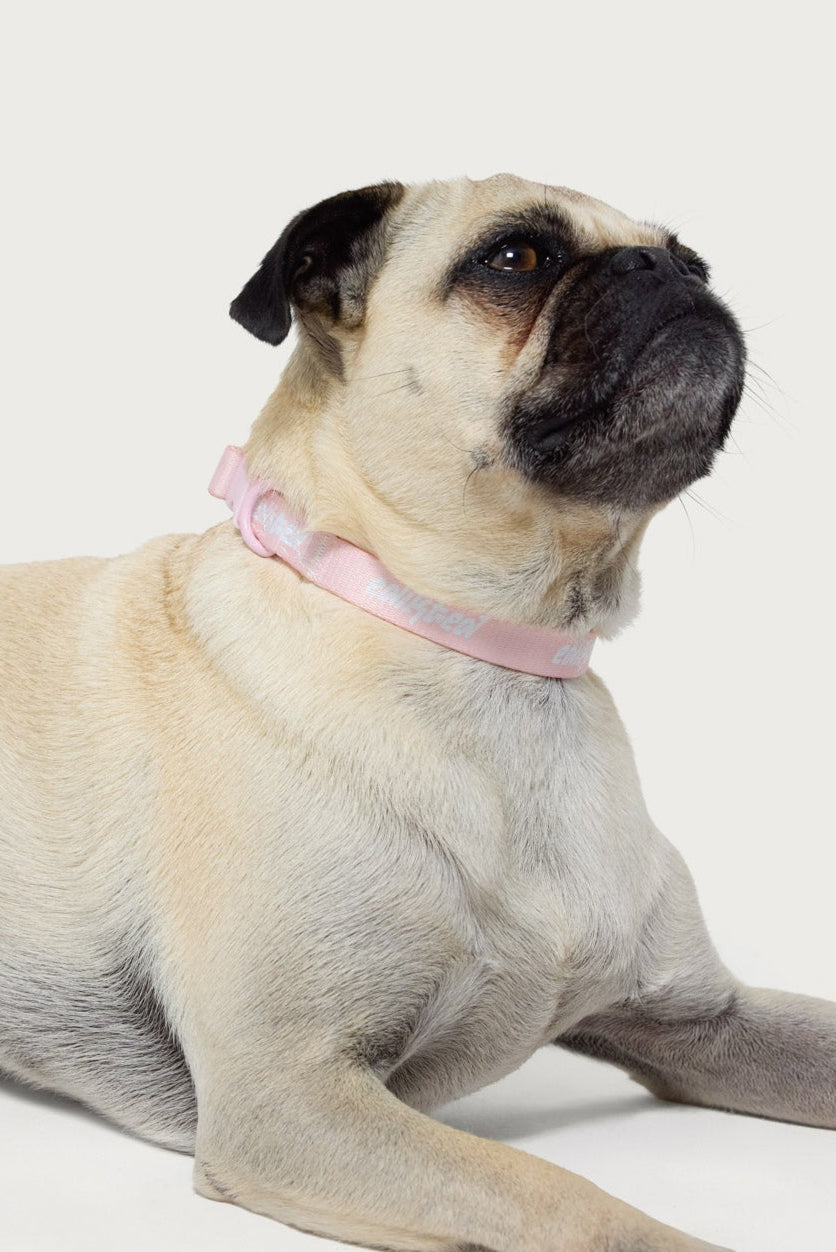 Edikted Pet Collar