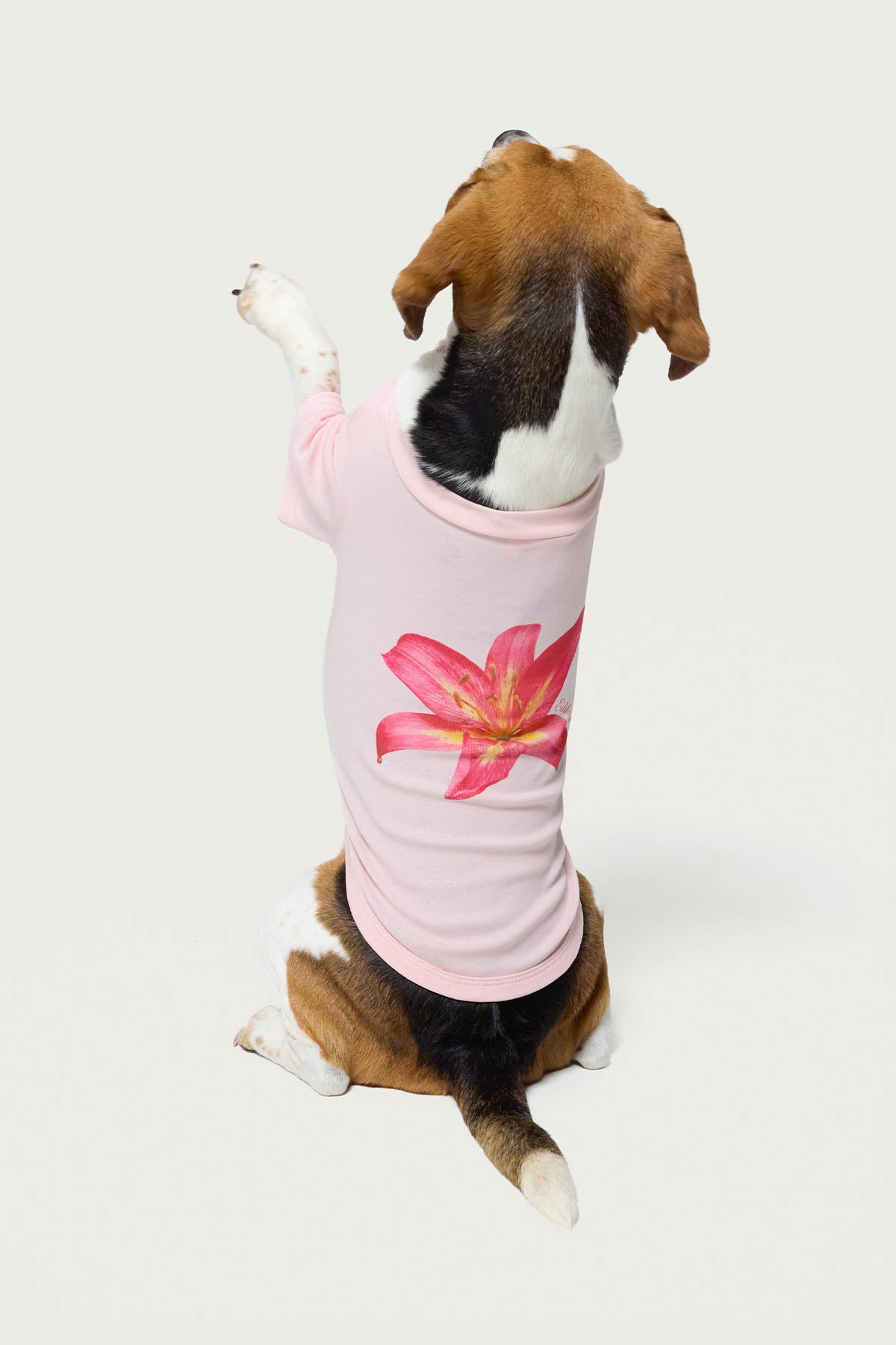 Daylily Pet T Shirt
