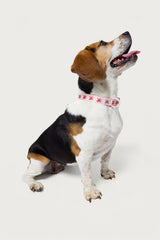 Daylily Pet Collar