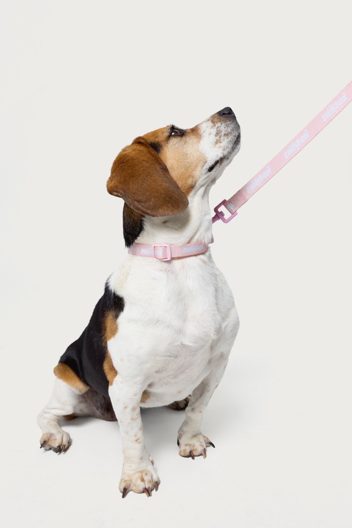 Edikted Pet Collar